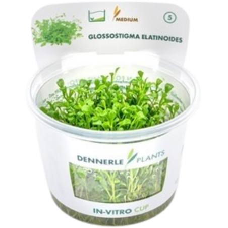 Dennerle Plants Glossostigma elatinoides CUP - 1 Stk
