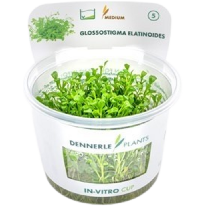 Dennerle Plants Glossostigma elatinoides CUP - 1 Stk