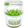 Dennerle Plants Glossostigma elatinoides CUP - 1 Stk