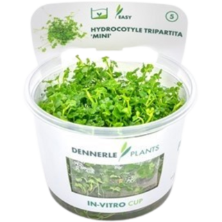 Dennerle Plants Hydrocotyle tripartita 'Mini' CUP - 1 Stk