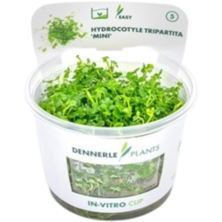 Dennerle Plants Hydrocotyle tripartita 'Mini' CUP - 1 Stk