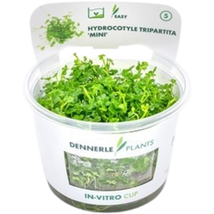 Dennerle Plants Hydrocotyle tripartita 'Mini' CUP - 1 Stk