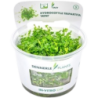 Dennerle Plants Hydrocotyle tripartita 'Mini' CUP - 1 Stk