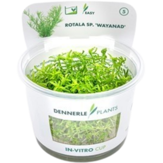 Dennerle Plants Rotala sp. 'Wayanad' CUP - 1 Stk