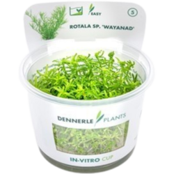 Dennerle Plants Rotala sp. 'Wayanad' CUP - 1 Stk