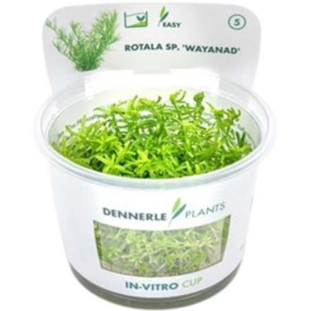 Dennerle Plants Rotala sp. 'Wayanad' CUP - 1 Stk