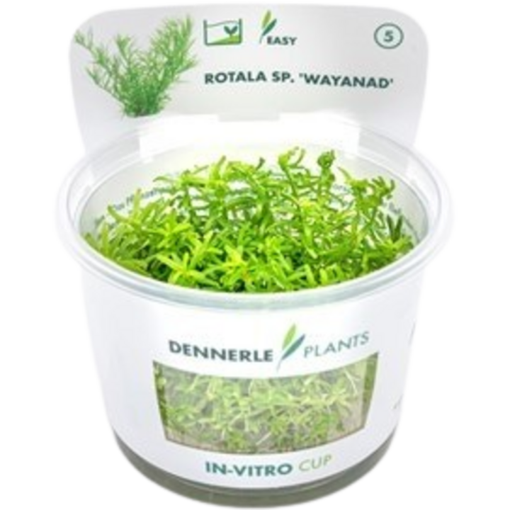 Dennerle Plants Rotala sp. 'Wayanad' CUP - 1 Stk