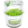 Dennerle Plants Rotala sp. 'Wayanad' CUP - 1 Stk
