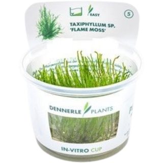Dennerle Plants Taxiphyllum sp. 'Flammenmoos' CUP - 1 Stk