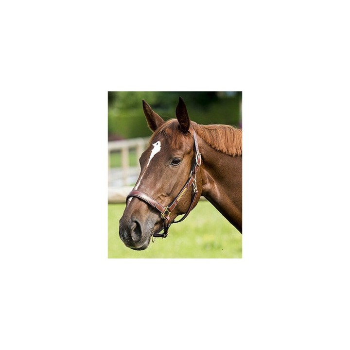 Halfter aus Leder ERIC THOMAS “Pro”