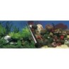 Poster Aquariumboden Aqua Della Stone & Coral