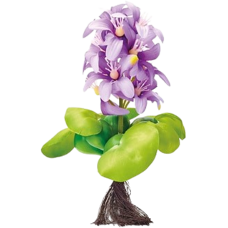 Oase Pontec Schwimmende Teich-Hyazinthe blühend - 1 Stk