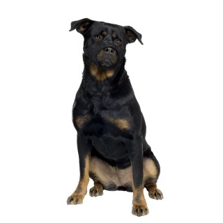 Neuer Drahtmaulkorb für Hunde aus Nylon mit flacher Schnauze Duvoplus