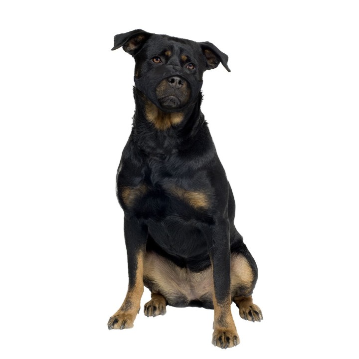 Neuer Drahtmaulkorb für Hunde aus Nylon mit flacher Schnauze Duvoplus