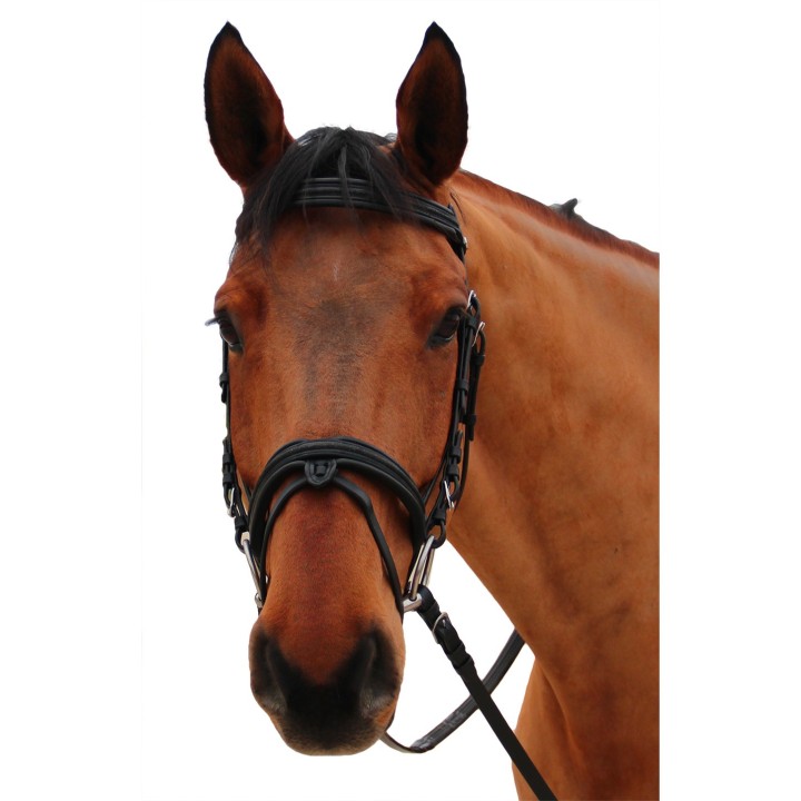 Reittrensen für Pferde Canter Mylord