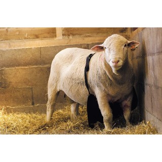 Widder-Schürze Kamer