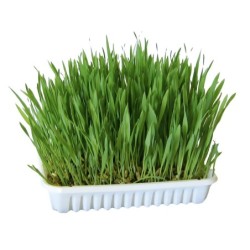Kerbl Nagergras - 100 g