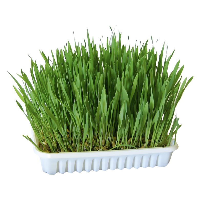 Kerbl Nagergras - 100 g
