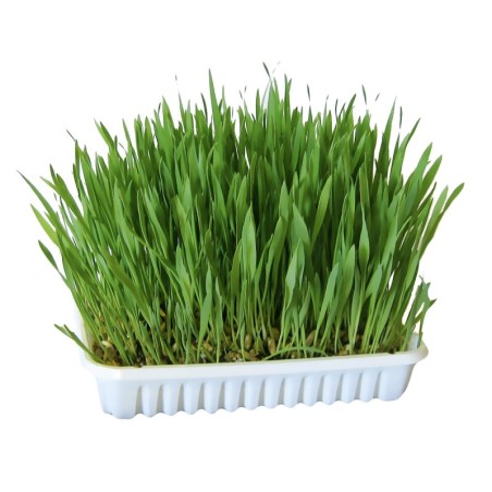 Kerbl Nagergras - 100 g