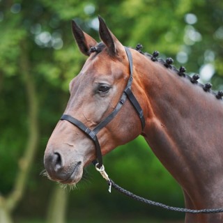 Busse Halfter Weide - schwarz