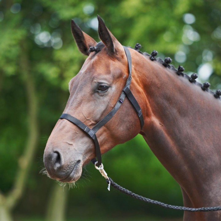Busse Halfter Weide - schwarz