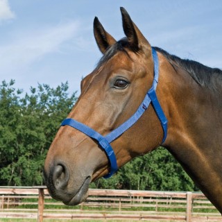 Busse Halfter Weide - royalblau