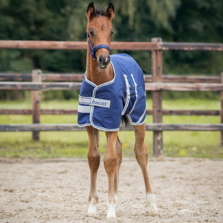 Bucas Foal Turnout 50g - Navy Silver/Navy