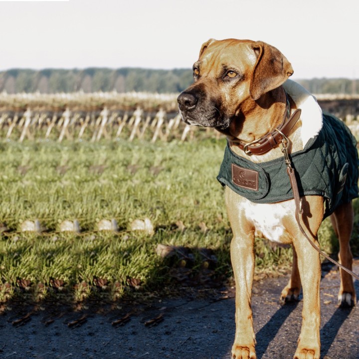 Kentucky Dogwear Hundedecke Dog coat  160g - Dunkelgrün