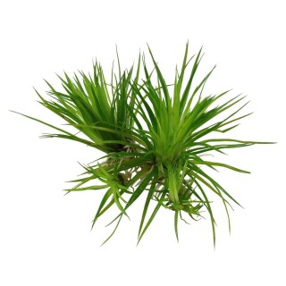 Tropica Aquariumpflanze Eriocaulon cinereum