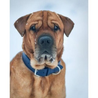 Ralph & Co Rimini Doppeltes Hundehalsband aus Leder X-Small nachtblau