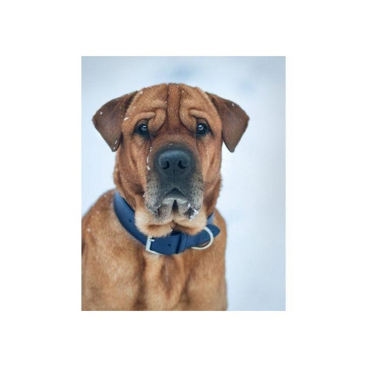 Ralph & Co Rimini Doppeltes Hundehalsband aus Leder X-Small nachtblau