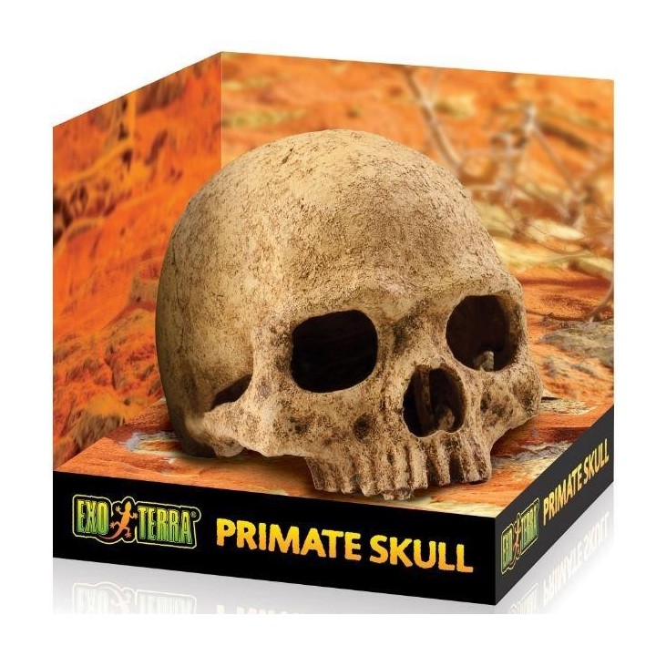 Menschlicher Schädel von Exo Terra