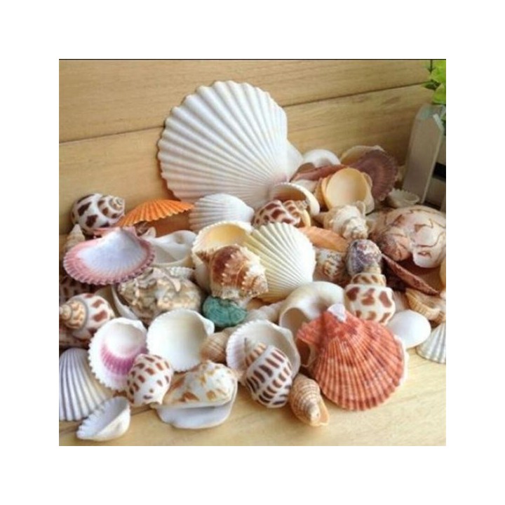 100g Gemischte Meer Strand Muscheln Handwerk Muscheln Aquarium Dekor Foto Requisiten