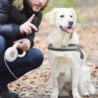 Hundeleinen Einziehbare Haustierleine Reflektierendes Seil Automatisch ausziehbares Hundegeschirr für das Spazierengehen mit