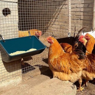 1 Set Hühnertrog-Futterspender zum Aufhängen mit Haken, schlagfest, automatische Fütterung, robust, einfache Installation, Zi