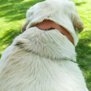 Katzenhalsband GPS-Ortung Einfarbiges Haustierhalsband Einstellbare Länge Einfache Installation Wasserdicht S rosa