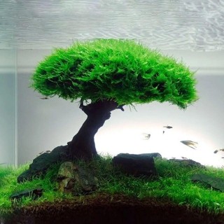 Aquarium Pflanze Moos Baum Dekorationen Landschaftsbau Holz Pflanze Wurzel Treibholz Wasserpflanzen Gras Aquarium Zubehör (Ke