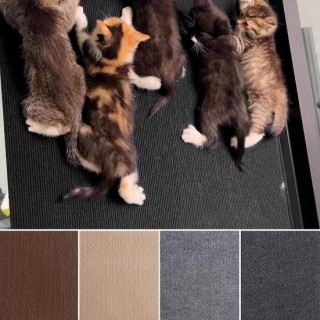 Selbstklebende Katzenkratzmatte, starke Klebrigkeit, einfach zu installierender Möbelschutz, wiederverwendbares Kratzbrett, H