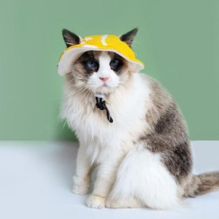 Haustiermütze mit Ohrlöchern, weicher, atmungsaktiver Katzenhut mit verstellbarem Riemen für den Sommer im Freien M gelb