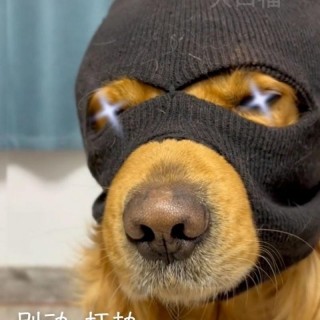 Hundekostüme für große Hunde, Skimaske, Hundemütze für Hunde, Haustier-Hundehelm, Kostüm, Cosplay, Haustierzubehör schwarz