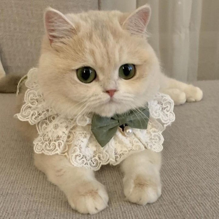 Perlen-Hundehalsband, juwelenbesetzte Seide, Hochzeit, Katze, Welpe, Band, Schal, Anhänger, Haustier-Schleifen, Halskette, Sa