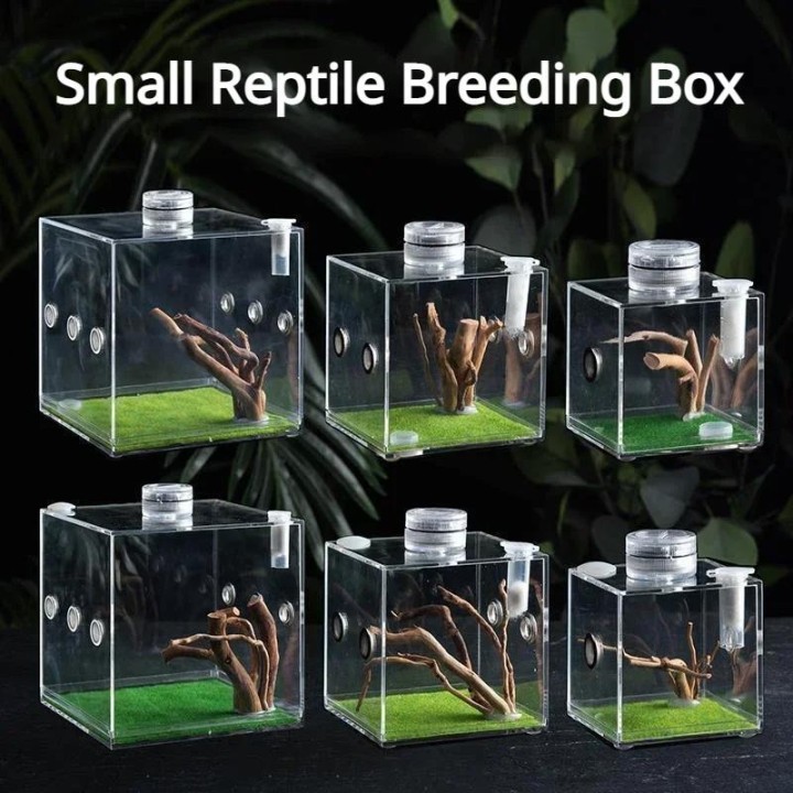 Transparente Acryl-Zuchtbox für kleine Reptilien, Lebensraum für Insekten, Fütterung, Terrarium, Tank, Käfig, Futterboxen für