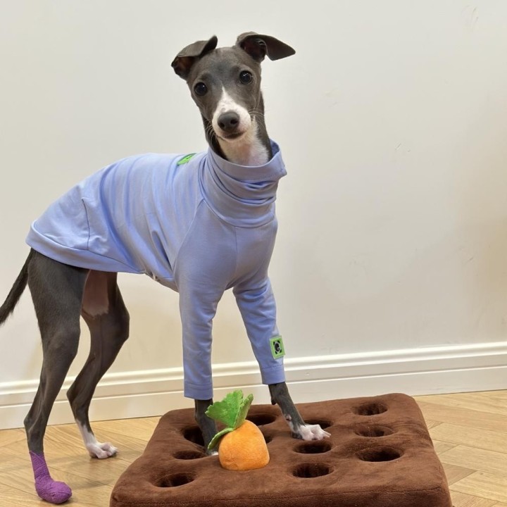 Weiches blaues Baumwoll-T-Shirt für Huibit-Hundekleidung, elastischer Frühlings- und Herbstmantel für Bedlington Little Greyh