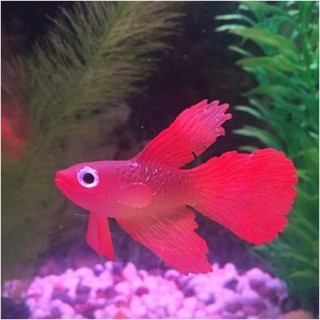 Künstliche Aquarium-Dekoration, leuchtender Effekt, Goldfisch, Aquarium-Ornament 1