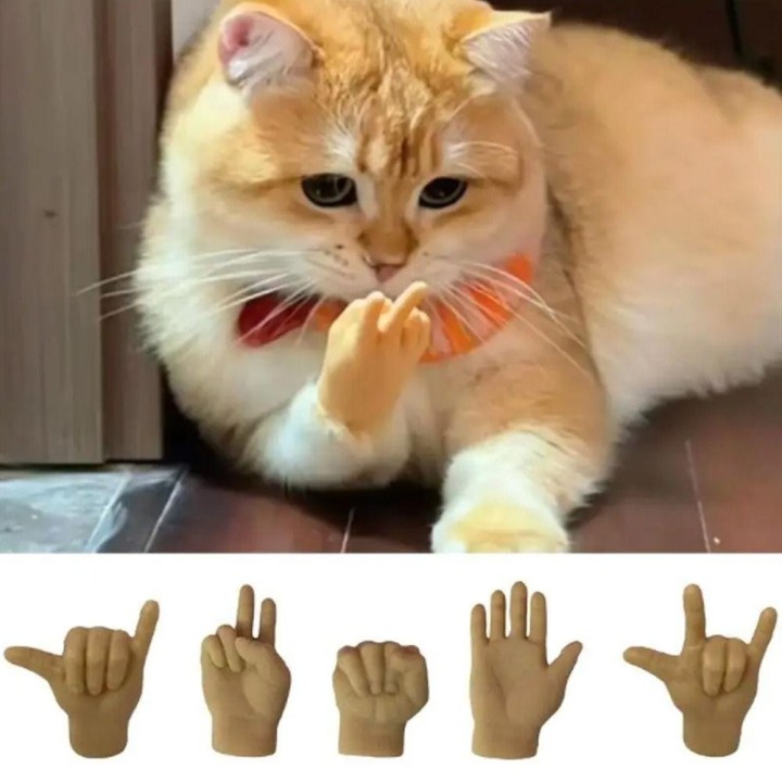 Lustige necken Katze Finger Handschuhe Katze Streicheln Katze Kralle Caps süße kleine Finger Spielzeug 1
