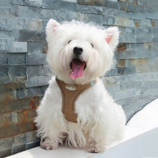 Welpen-/Katzengeschirr mit Leine, atmungsaktive Waffel-Haustierweste, Kleidung für kleine mittelgroße Hunde, Katzen, Geschirr