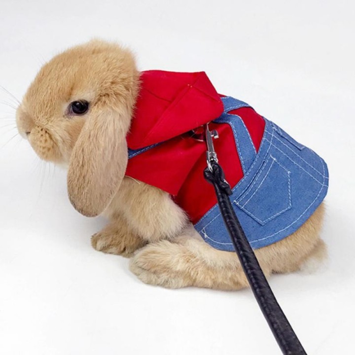 Jeansjacke Mantel mit Geschirr Leine Kostüm Kleidung Heimtierbedarf für Kaninchen Meerschweinchen Hamster L Size