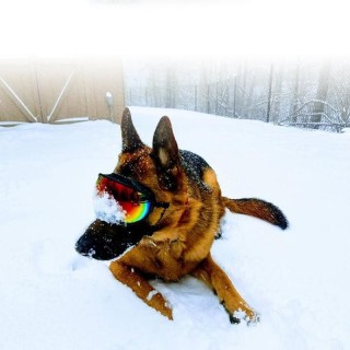 Hundebrille, Sonnenbrille, Anti-UV-Sonnenbrille, Brillenschutz, verstellbare, winddichte Sonnenbrille, Haustier-Hundezubehör