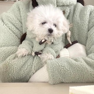 Hundemantel Winter Haustierjacke Knopf Warme Hundekleidung Chihuahua Bichon Kleidung Mädchen Hundekostüm Katzenkleidung Welpe