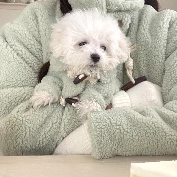 Hundemantel Winter Haustierjacke Knopf Warme Hundekleidung Chihuahua Bichon Kleidung Mädchen Hundekostüm Katzenkleidung Welpe